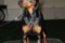 Mia Gracia Roxy Diamond Star
