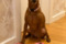 Regina's Minpin Ela Red