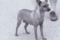 Humblepup Astarte