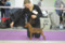 Elitstar Julen