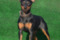 Niespodziewana Randka Lichnerowicz Kennel