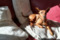 Regina's Minpin Imani Toby