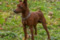 Red Kai Dei Mini Vip