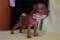 Mia Gracia Richard King Brown