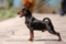 Golden Anik's Ayron Dog