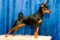 Bittelis Isidor-Rocky