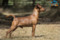 Niespodziewany Amant Lichnerowicz Kennel