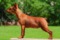 Multatuli Very Gold Special
