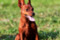 Multatuli Furiya