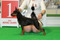 Solo Vision Roksana