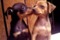 Impala Lucky Star