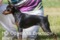 New Etual Ornella Victory Best