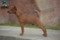 Top Gun For Lichnerowicz Kennel Z Rancza Agnieszki Fci