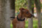 Udacha Fortuny Shanel'