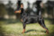 Phoebe Du Demon Dog