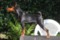 Ninfa Du Demon Dog
