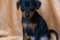 Stella Orientales Rihanna
