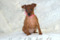 Amore Corde Meo Golden Ledi