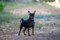 Stella Orientales Grace