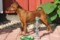 Tiny Harridan's Cicero