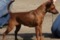 Tiny Harridan's Golden Girl