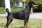Denwest Lady Mocovodo