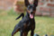 Happy Black Hawk Lichnerowicz Kennel