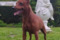 Zoloto Dnestra Enriko