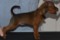Norwinstars Brown Girl In The Ring