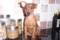 Melzo's Broadway Star