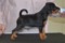 Norwinstars Black Russian