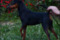 Dila's Dark Ahntracite