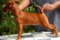 Melzo's Dancing Star