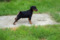 Regina's Minpin Mylord Mexx