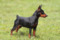 Multatuli Volga Champ