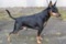 Pindogin Gaius Galilei