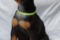 Gamilton Brave Best In Show