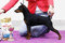 Showfavorite Zend-Avesta