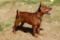 Unico Perritos Diezel In Red